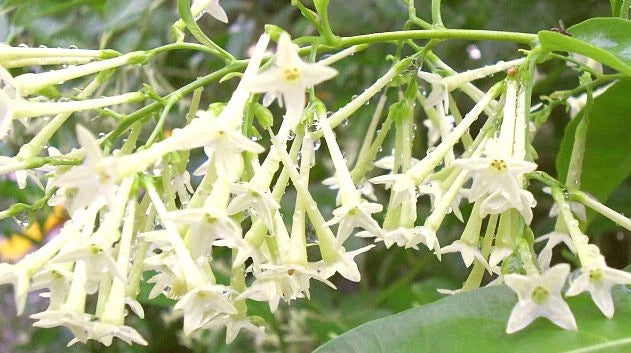 ~Night Blooming Jasmine~ Cestrum Nocturnum~ Live Plant~ Intensely Fragrant~