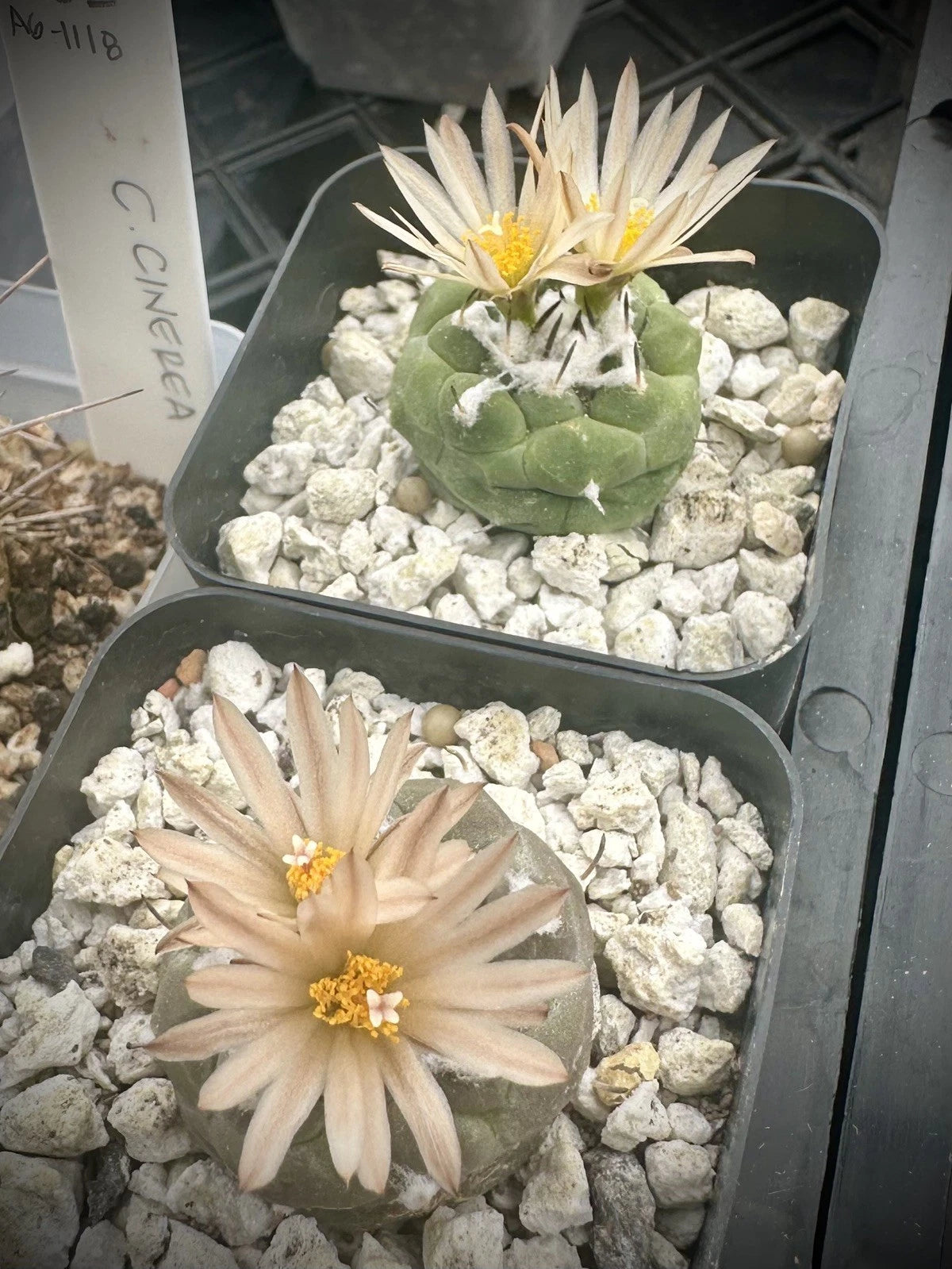 Turbinicarpus Jauernigii Seed Grown Cactus US SELLER
