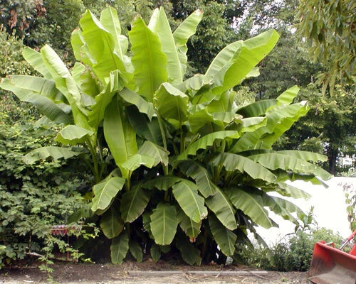 ~BASJOO Banana Tree~~Cold Hardy Musa Live Banana Tree-SMALL ROOTED STARTER PLANT