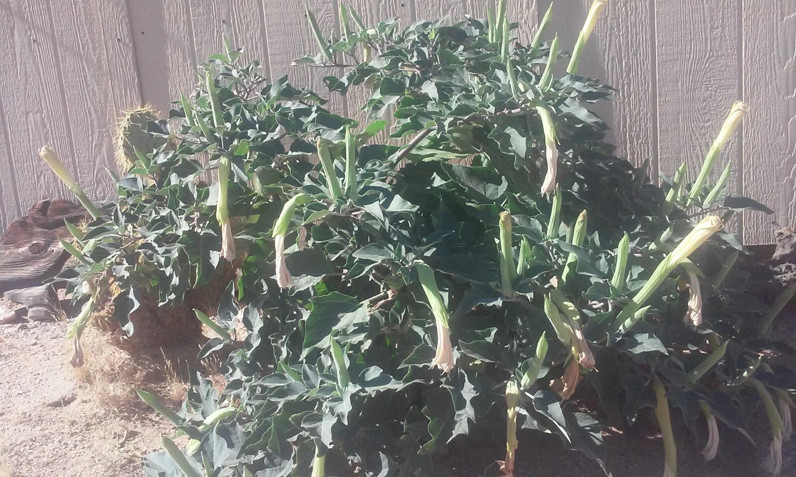 Sacred Datura Seeds Datura wrightii -20 seeds-