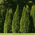 ORIENTAL ARBORVITAE Thuja Orientalis - 10+ SEEDS