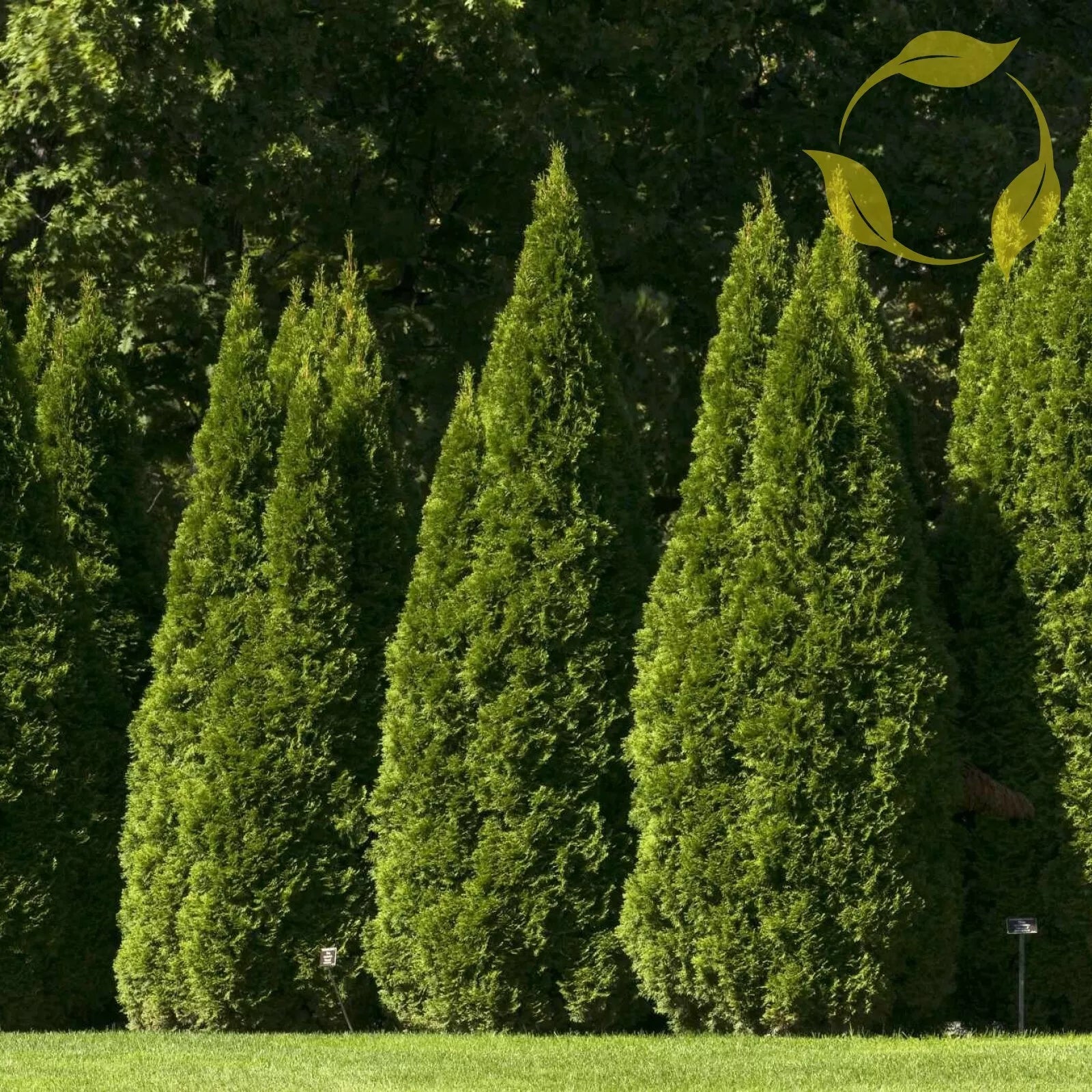 ORIENTAL ARBORVITAE Thuja Orientalis - 10+ SEEDS
