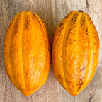 FORASTERO Theobroma Cacao Cocoa Chocolate Tree Potted Plant Yellow Pod