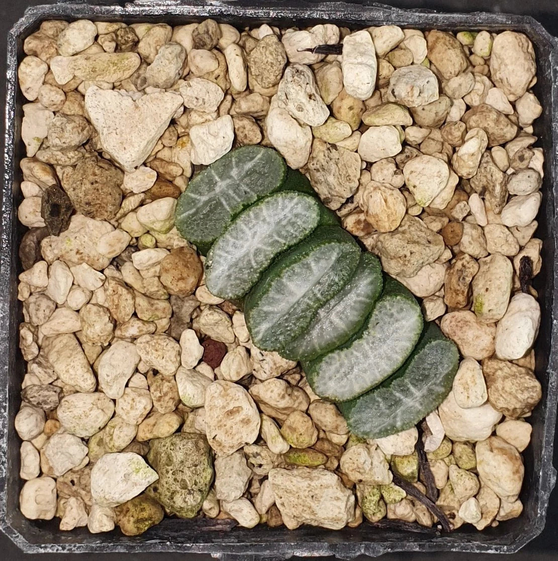HW133 Haworthia truncata cv. SENZYUKANNON hybrid Z-series, Phyto available