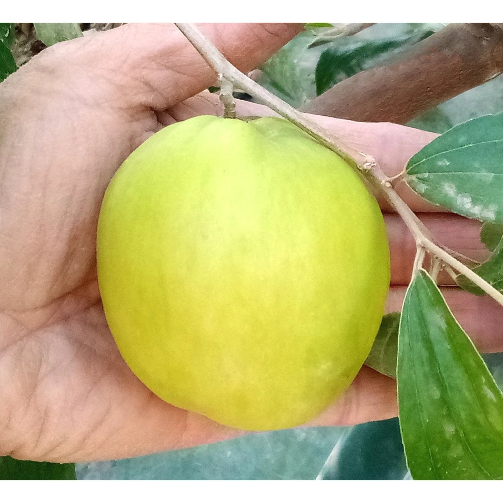 T605A 4Taiwan Green Jujube Tree 10Graft Cutting Large Juicy Sweet 19Brix