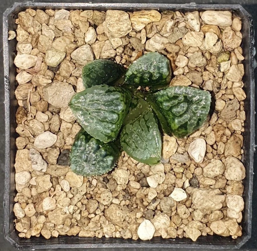 HW168 Haworthia 'MARILYN', Phyto available