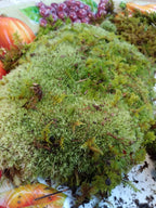 1 Gal. BAG Live KENTUCKY Mood/Fern/Shee