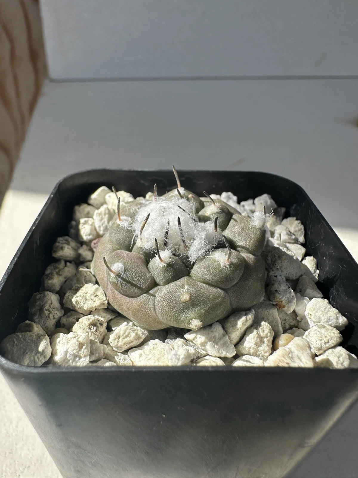 Turbinicarpus Jauernigii Seed Grown Cactus US SELLER