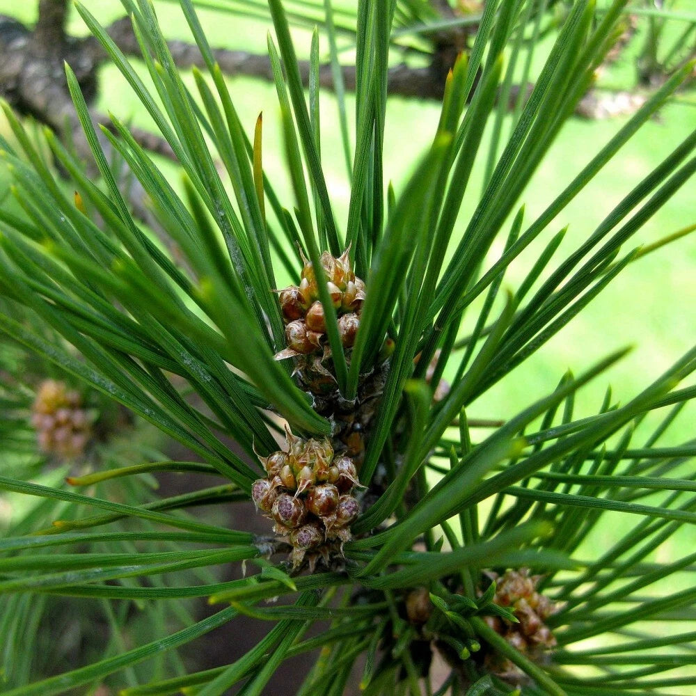 JAPANESE BLACK PINE Pinus Thunbergii - 30+ SEEDS
