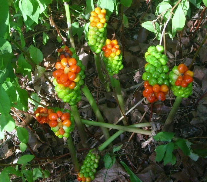 15 ITALIAN ARUM SEEEDS - ARUM ITALICUM
