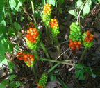 15 ITALIAN ARUM SEEEDS - ARUM ITALICUM