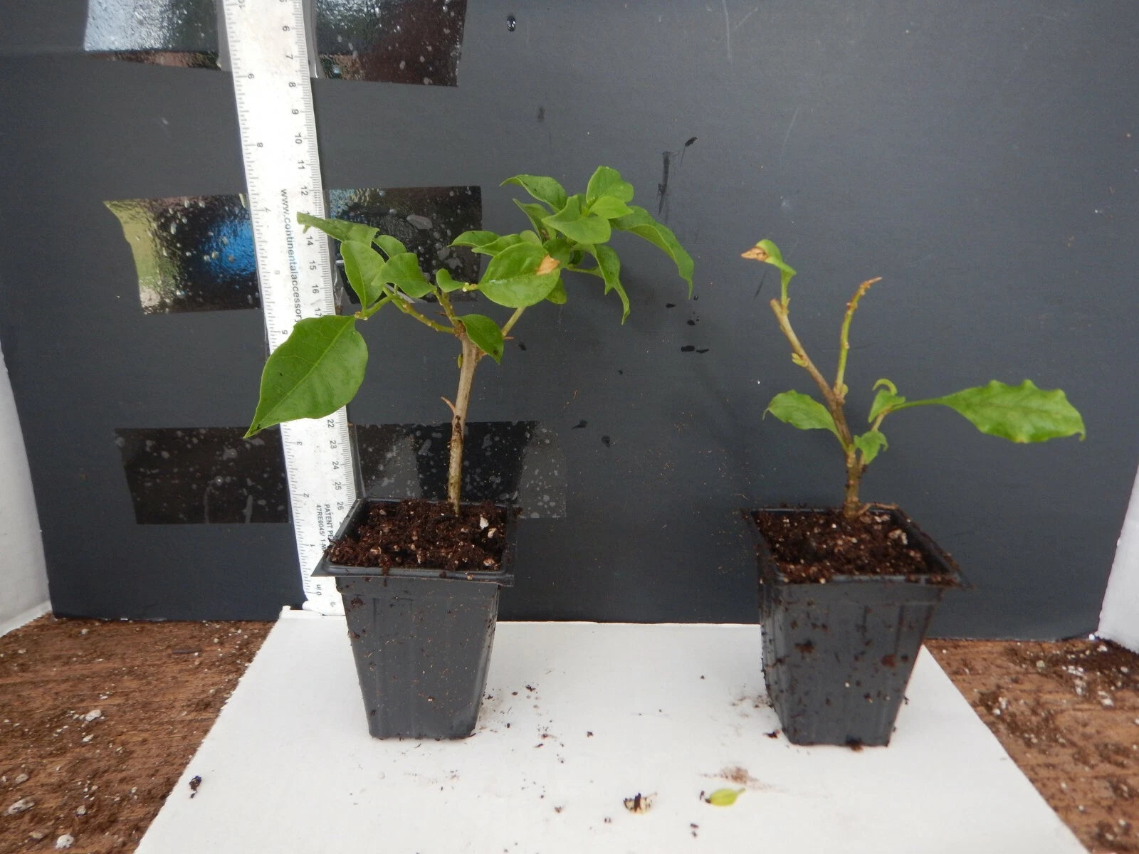 Well Rooted **VIOLET** Live Bougainvillea starterplug plant*