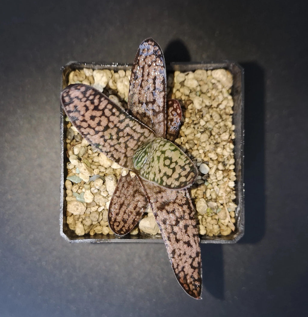 HW229 Haworthia koelmaniorum X Gasteria BLACK PALM KING   read description