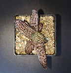 HW229 Haworthia koelmaniorum X Gasteria BLACK PALM KING   read description