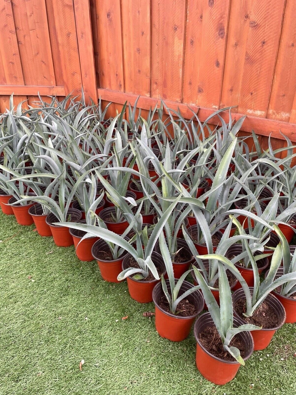 14 Blue Agave Plant Planter A Tequilana Indoor/Outdoor Succulent Home Decor