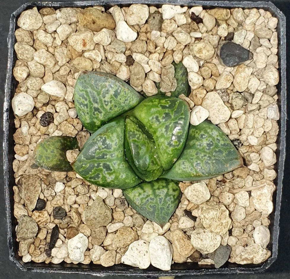HW181 Haworthia 'Bu_bles'¥Х֥륺