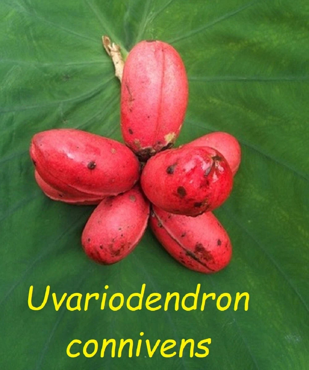 ~Uvariodendron connivens~ Red African Apple Califlorous Fruit Tree Plant