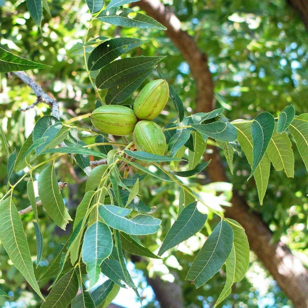 PAPERSHELL PECAN Carya Illinoensis - 5 SEEDS
