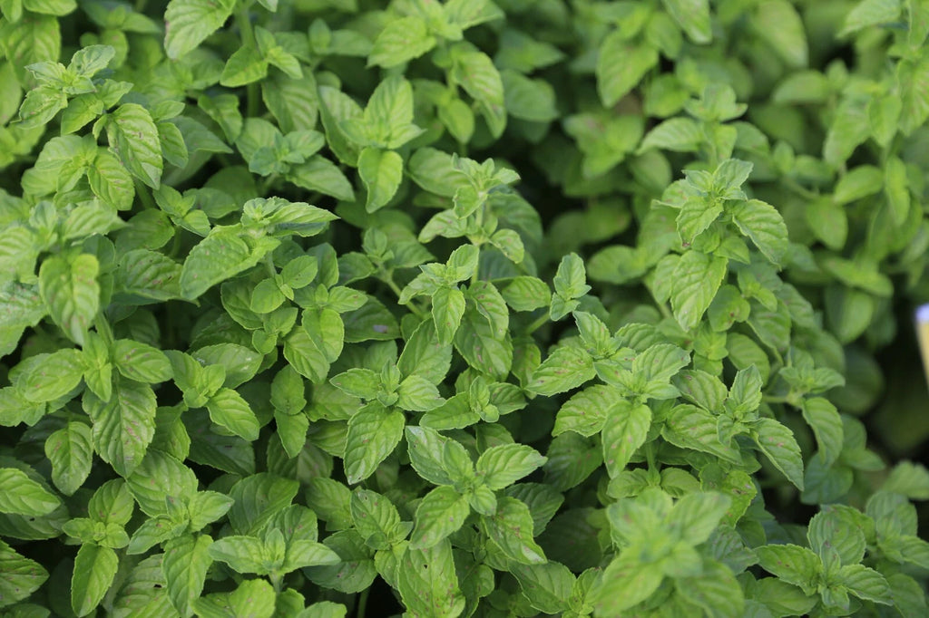 1000 Spearmint Seeds - Mentha spicata - Non-GMO Medicinal Herb and Tea