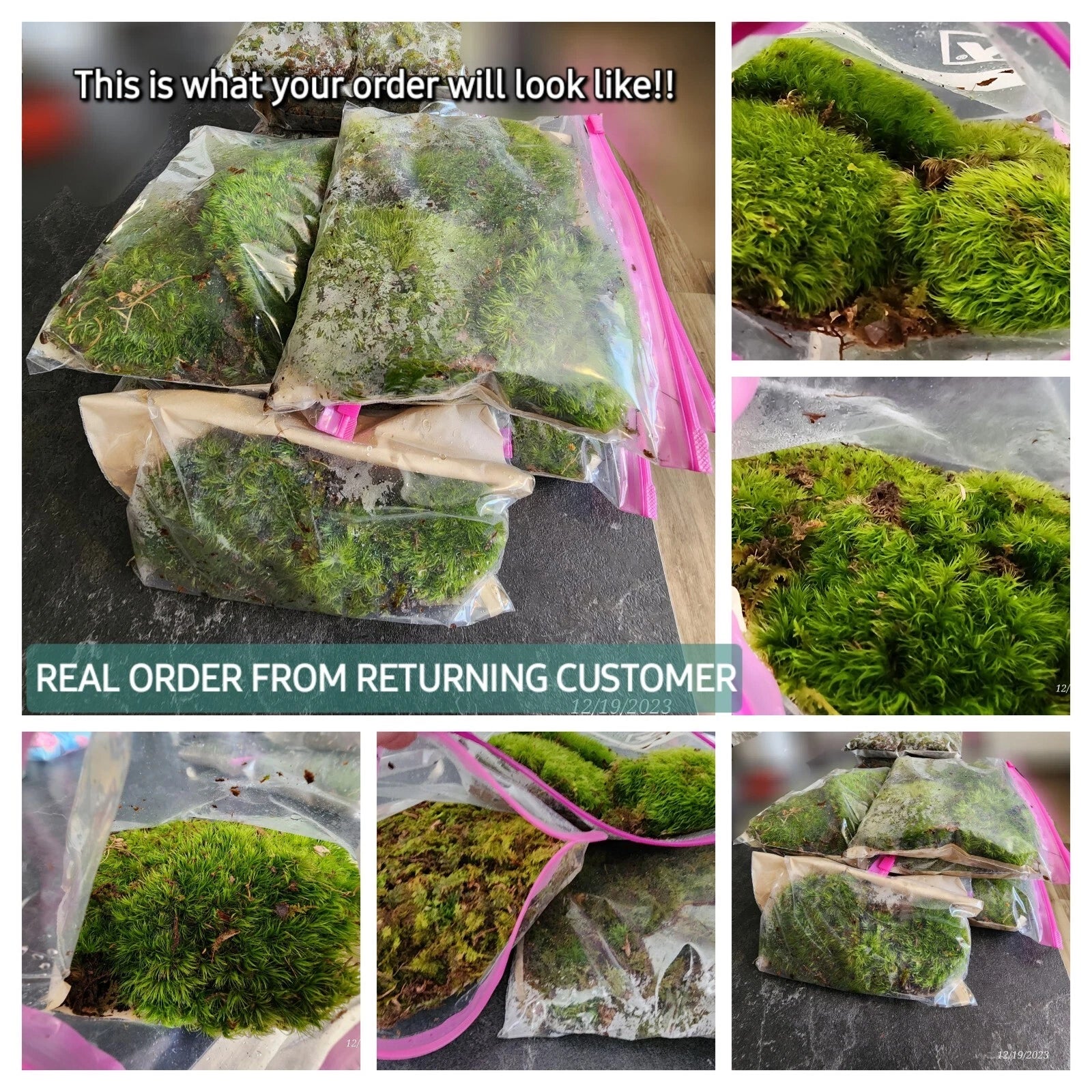 10 QUART Bags Full Kentucky Live Mix Cushion, Mood & Fern Moss Assortment