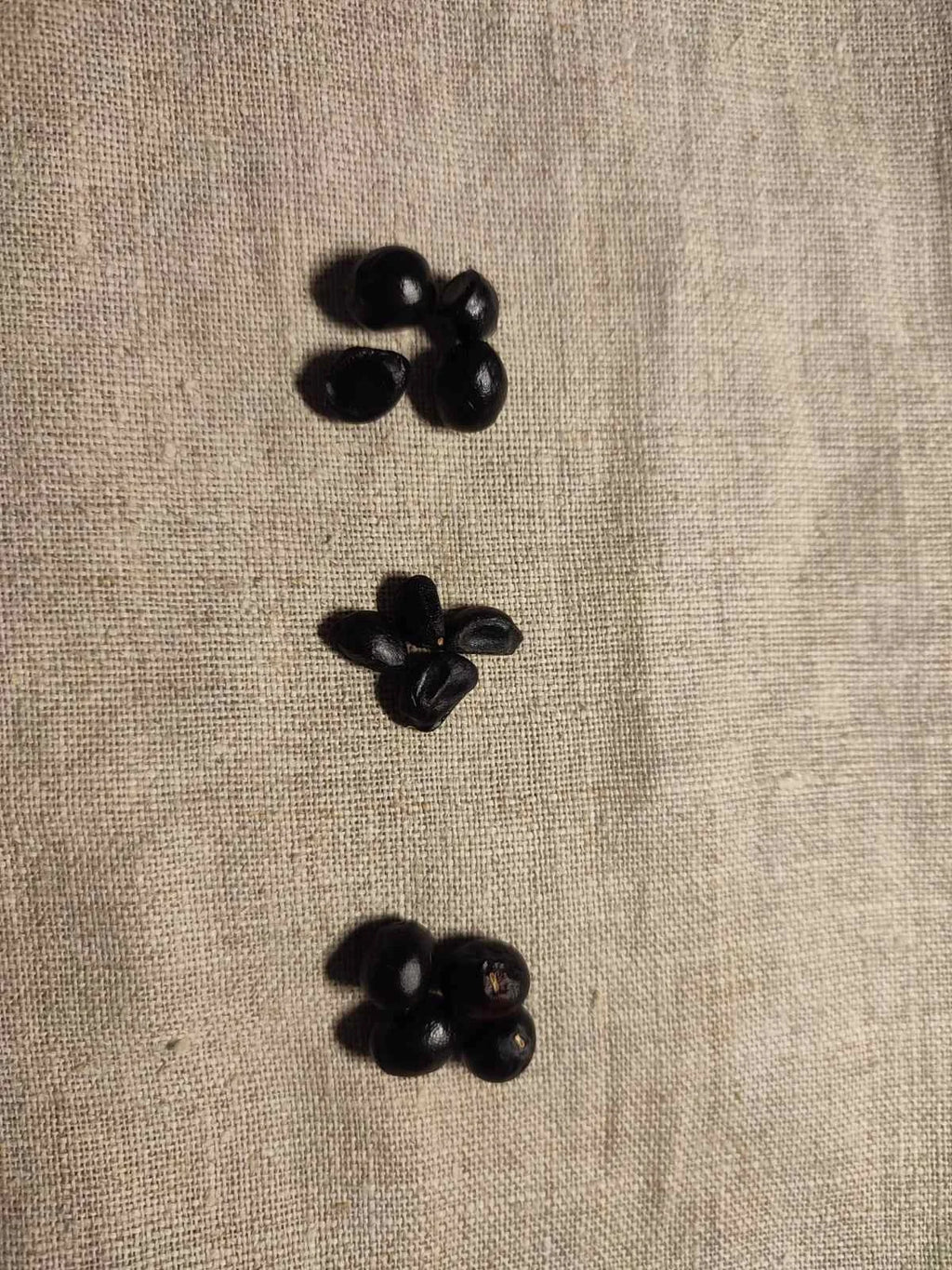 12 / 50 / 100 Seeds Tree Peony, Paeonia Rockii  - Hardy Perennial Flower