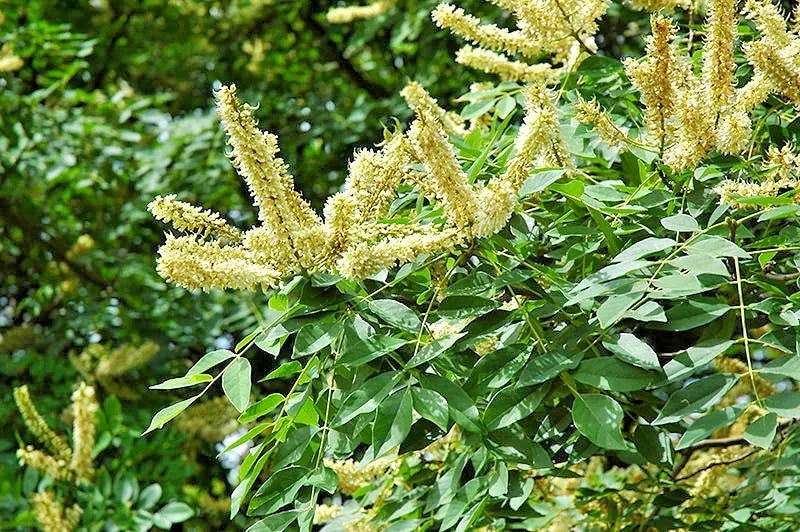 15 AMUR MAACKIA  STARBURST  SEEEDS - Maackia amurensis