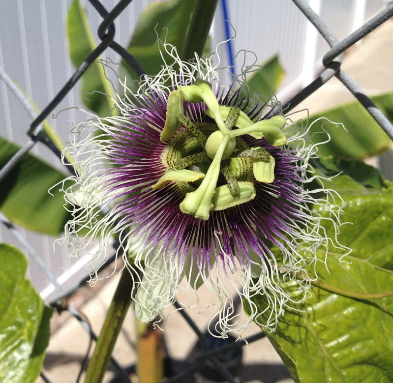 Purple Passion Fruit Plant - Passiflora Edulis 'Frederick' - Edible