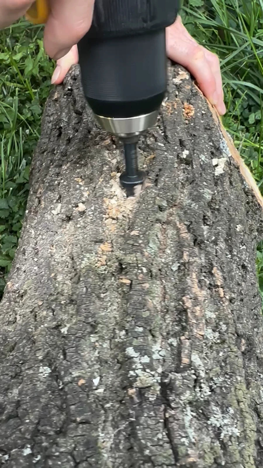 Mushroom Plug Spawn Drill Bit