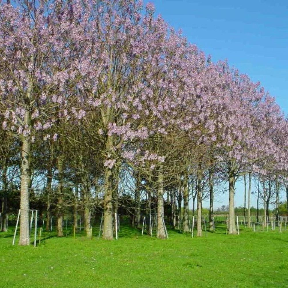 BEAUTIFUL PAULOWNIA TREE Paulownia Elongata - 200+ SEEDS. FREE S&H