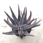 Aloe, 'Purple Haze', Comes in a 3.5 Pot