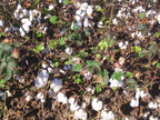 12 UPLAND COTTON SEEEDS  Gossypium hirsutum