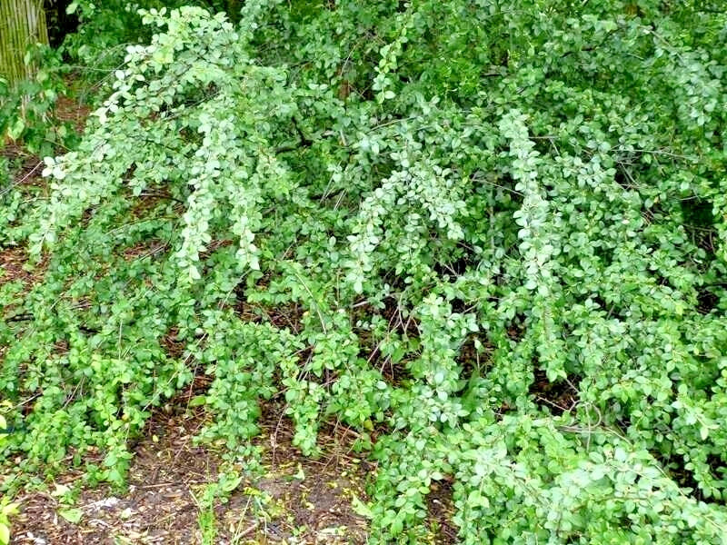 15 FRANCHETII'S COTONEATER SEEDS - Cotoneaster franchetii