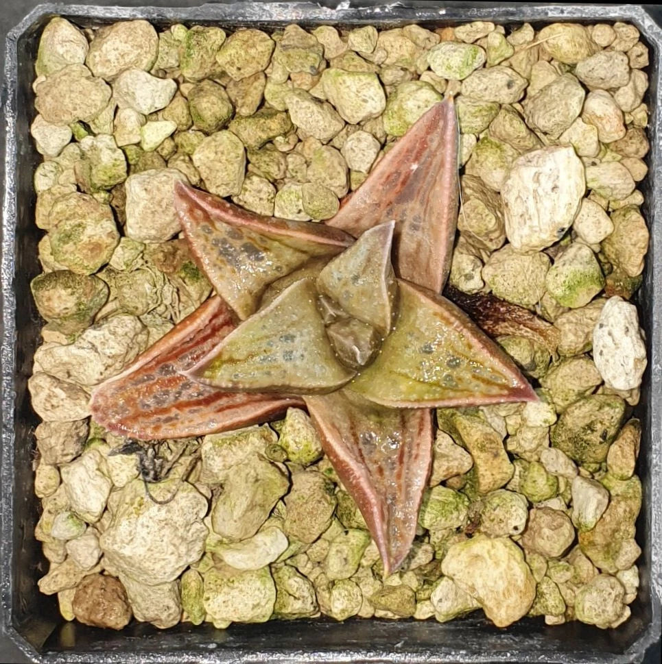 HW073 Haworthia 'RASYOMON' Rasho-Mon, Phyto available