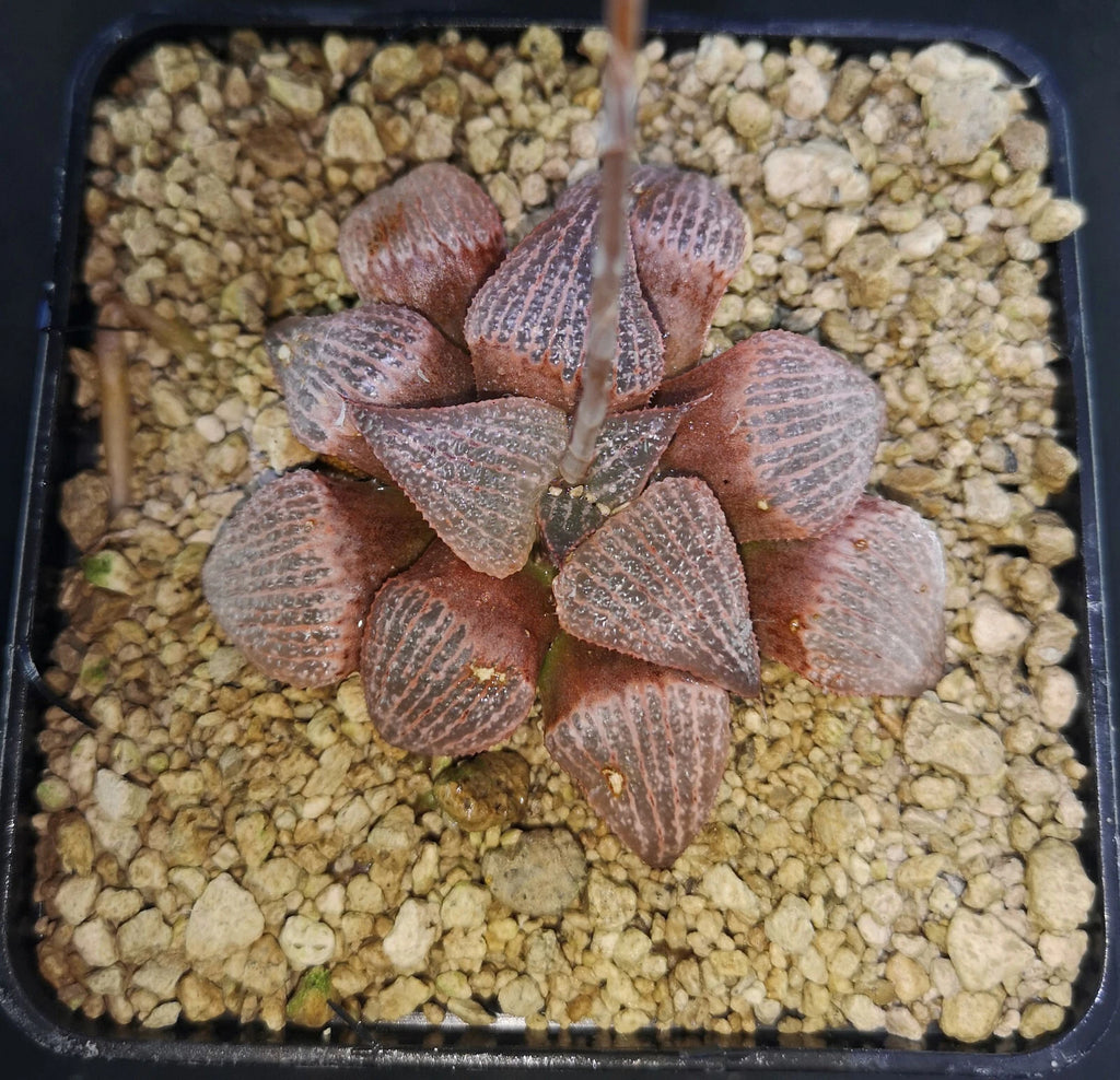 HW302 Haworthia splendens 'RED BLUE CRAB', Phyto available