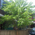 WHITE MULBERRY Morus Alba - 100+ SEEDS