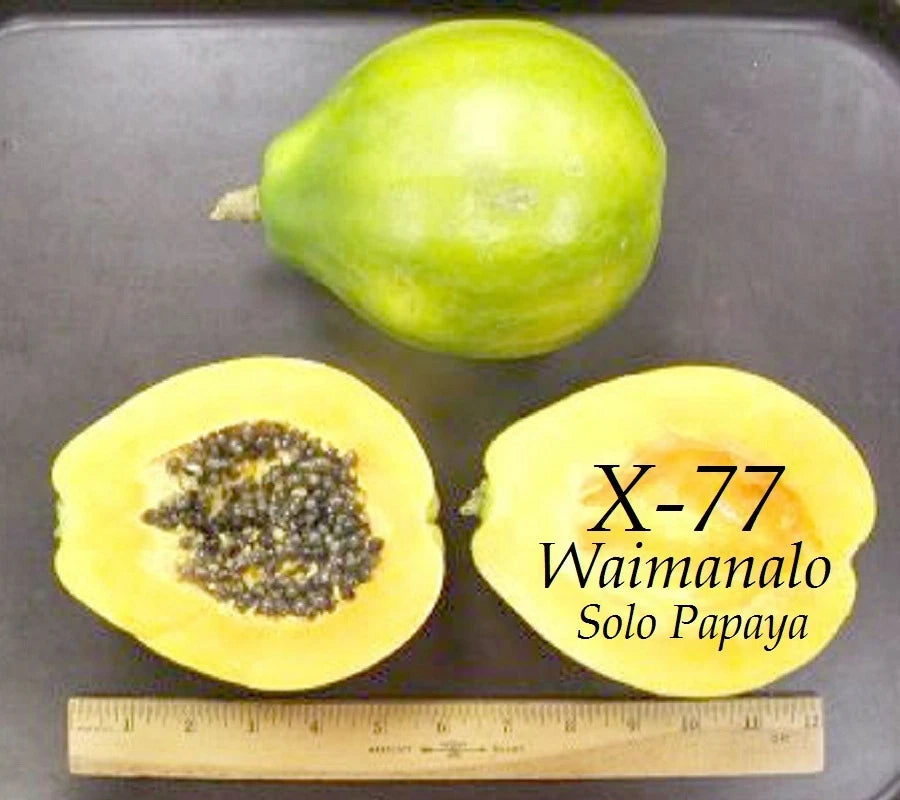 ~LAIE GOLD~ Yellow PAPAYA Kamiya Hybrid Waimanalo Solo X-77 UH Cultivar 30 SEEDS
