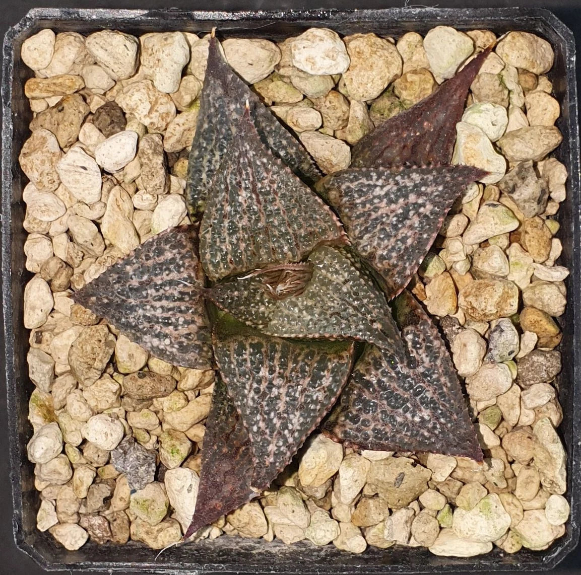HW106 Haworthia esterhuizenii DMC 10246, TL, E. of Albertinia, Phyto available