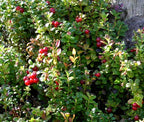 LINGONBERRY Vaccinium Vitis-idaea - 250 Bulk Seeds