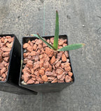 Welwitschia mirabilis regular size