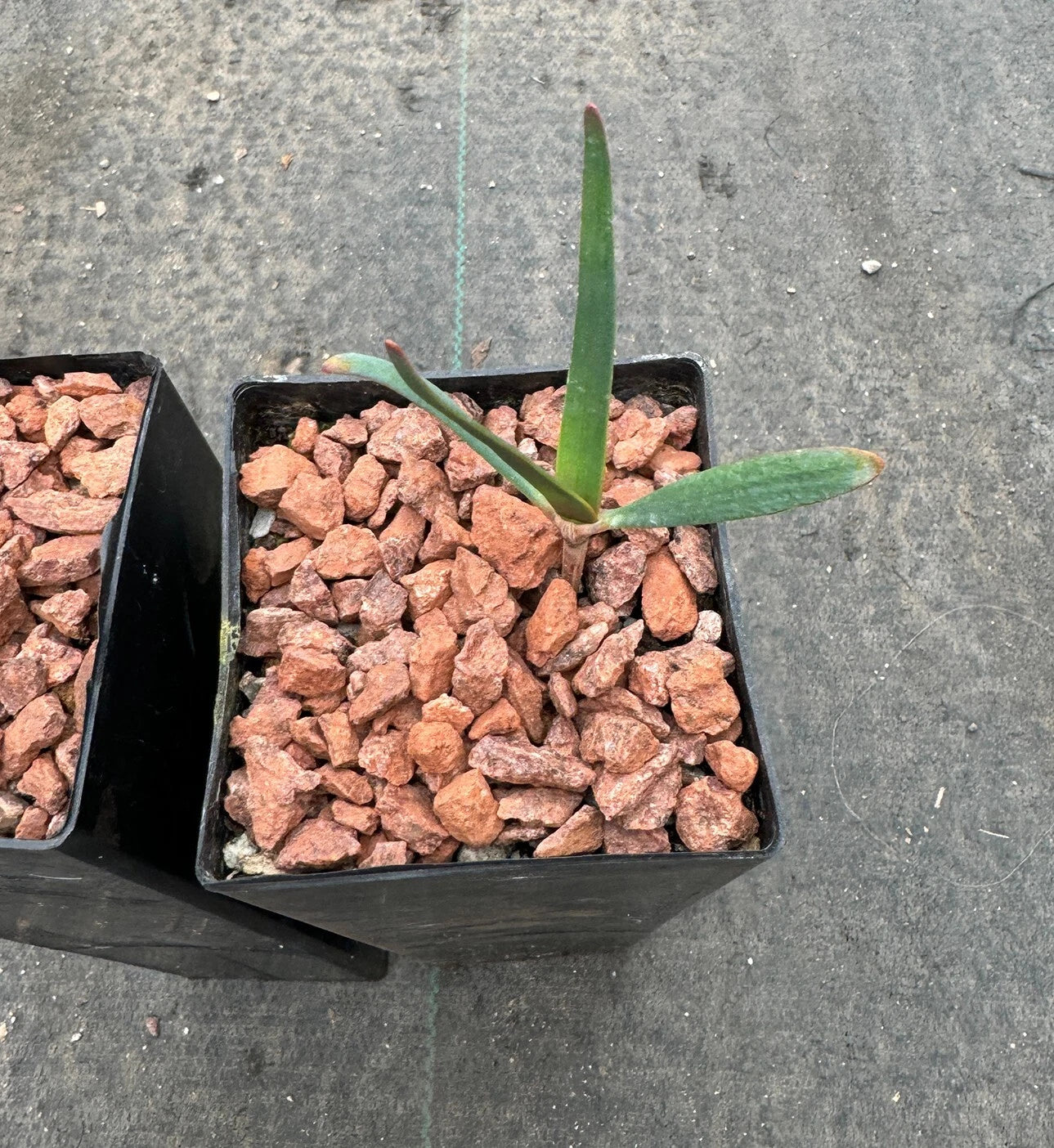 Welwitschia mirabilis regular size
