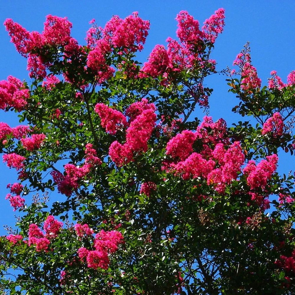 CRAPEMYRTLE Lagerstroemia Indica - 55 SEEDS