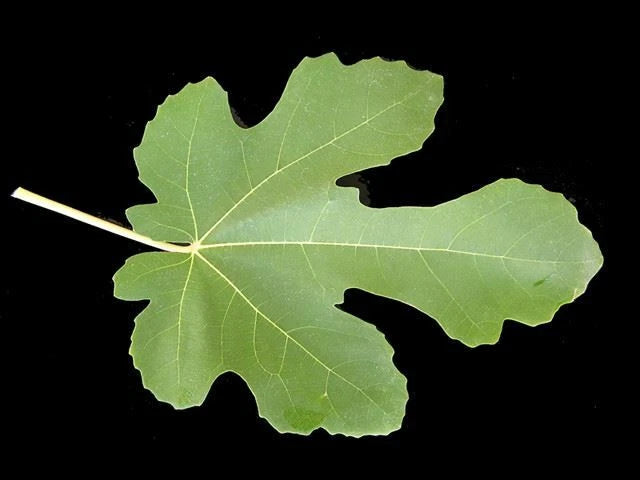 Fig Tree - 'Black Mission' - Fruiting Fig Tree - Ficus Carica