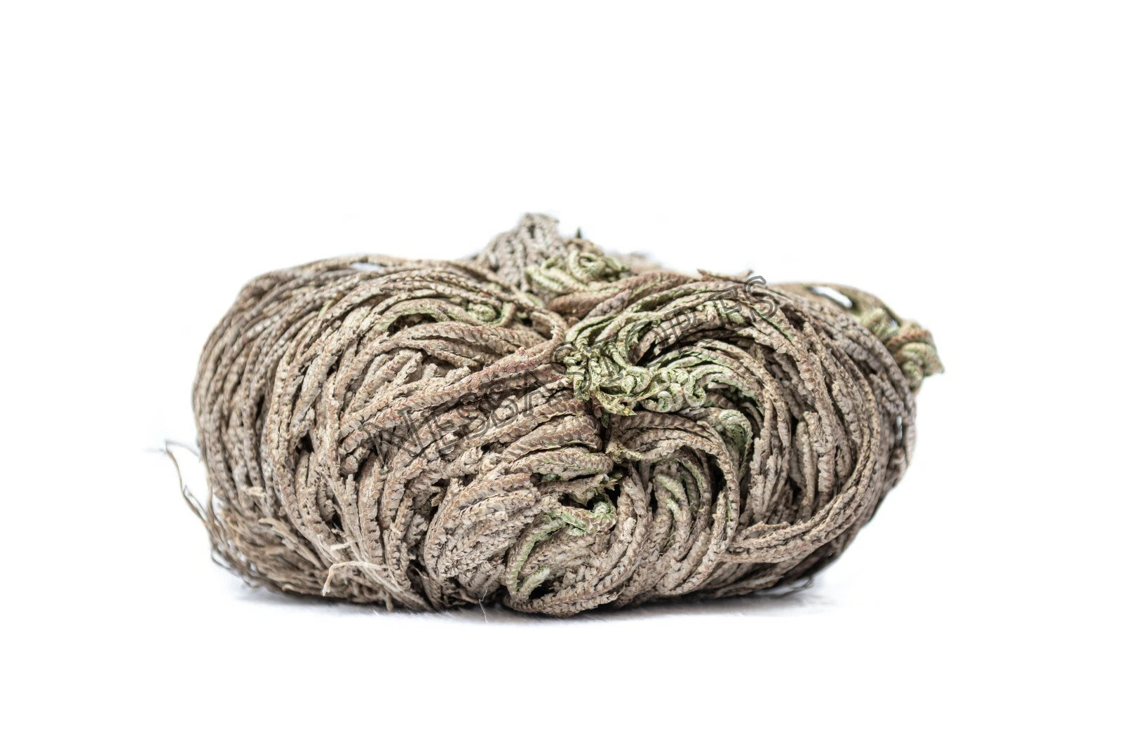 NessaStores- Rose Of Jericho 3-4 Resurrection Plant 1 pc #JC-164
