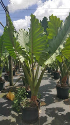 ***PORTORA*** Elephant Ear Alocasia Live Starter Plant**COLD HARDY**GETS HUGE!