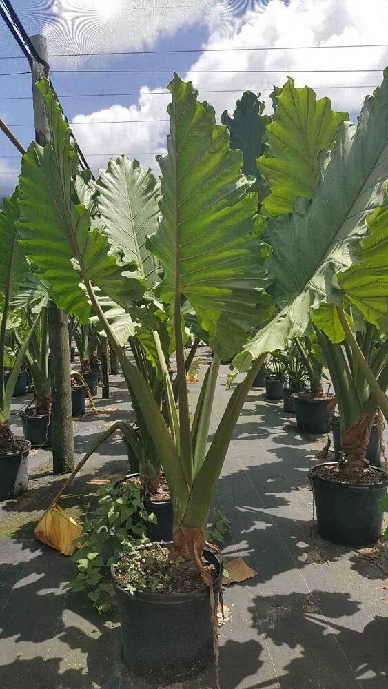***PORTORA*** Elephant Ear Alocasia Live Starter Plant**COLD HARDY**GETS HUGE!