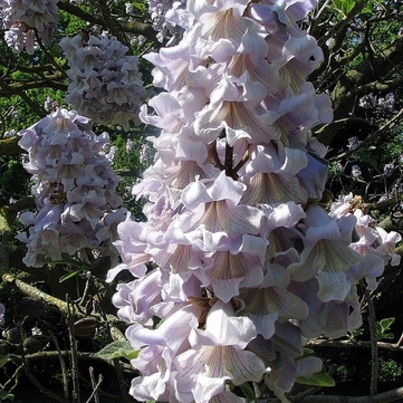 PRINCESS TREE Paulownia Tomentosa - 1000 SEEDS