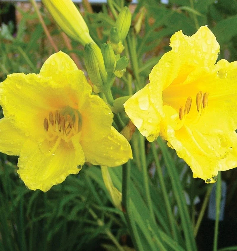 10 HAPPY RETURNS DAYLILY SEEEDS - Hemerocallis 'Happy Returns'