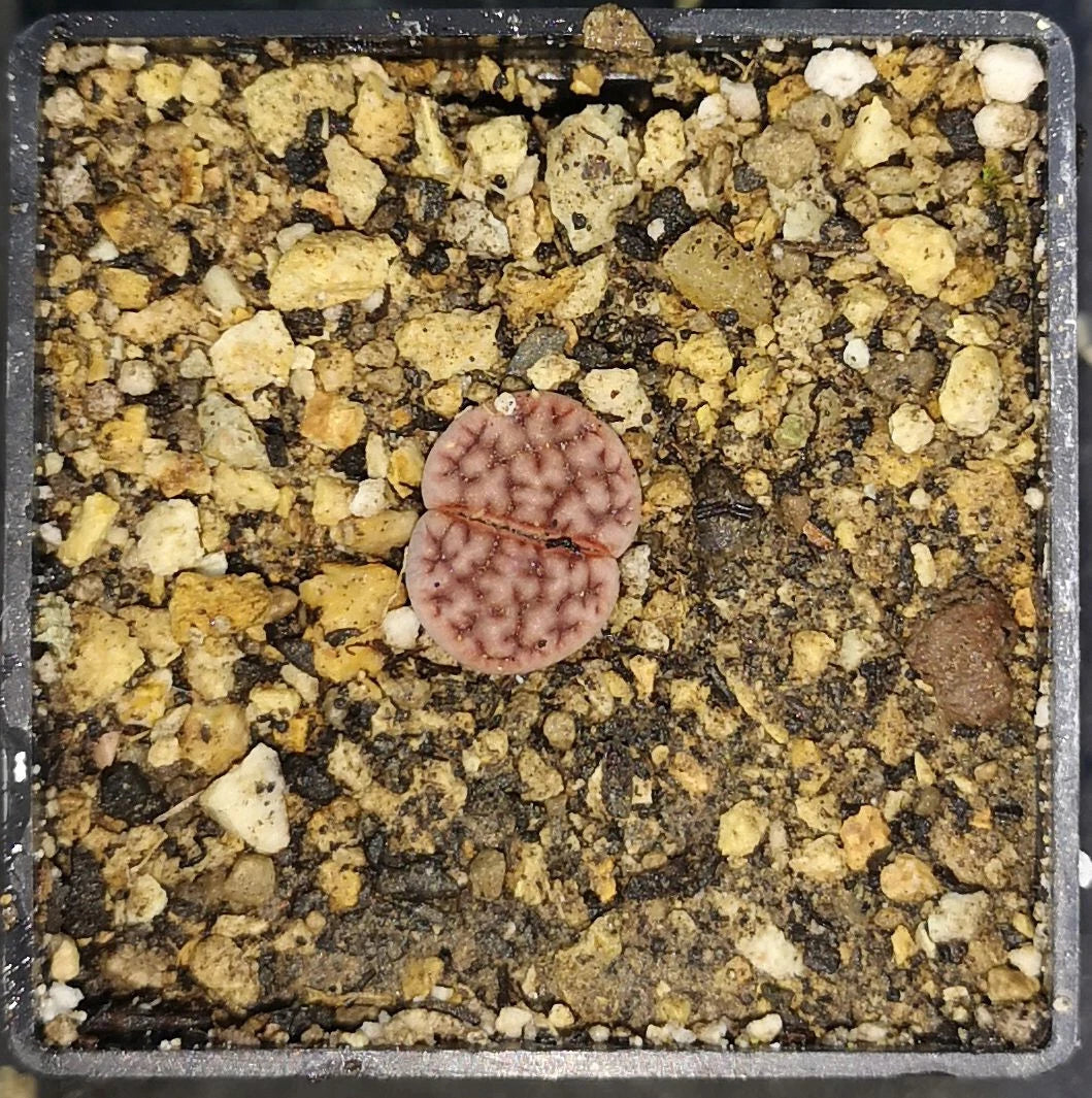 Lithops karasmontana Axel\s Rose - XP1016, phyto available, living stone, mesemb