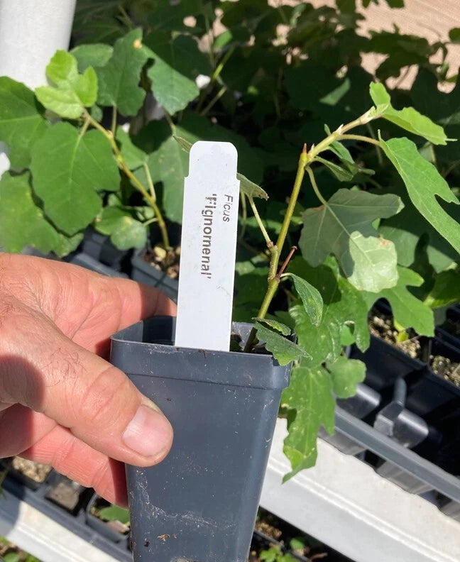 Fignomenal Dwarf Fig Tree ¨C Dwarf Fig Plant ¨C Self Fertile