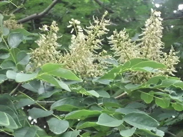 15 AMUR MAACKIA  STARBURST  SEEEDS - Maackia amurensis